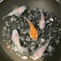 【小城メダカ】ラメダルマB級🐟の画像