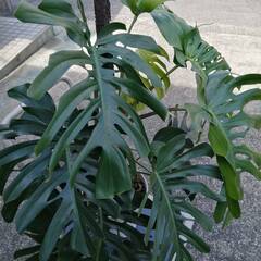 豪華なモンステラ　観葉植物の画像