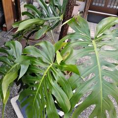 豪華なモンステラ　観葉植物の画像