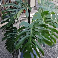 豪華なモンステラ　観葉植物