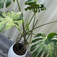 特大　モンステラ 10号の画像