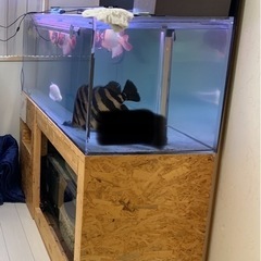 アクリル水槽の画像