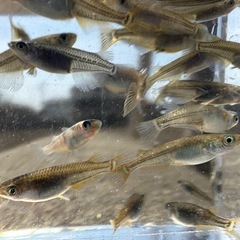 値引き中🉐ミックスめだか50匹＋α＋シュロの皮＋卵🉐の画像