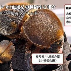 販売終了｜【3大メテオ血統&小楯板台形♀使用】ヘラクレス・メテオ ♂Jewel Crown血統×♀3大血統（♀BULL,♀C68,♀パチセラスZ）2令幼虫15頭（各5頭）SETの画像