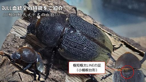 販売終了｜【極短極太BULL血統】2令幼虫ヘラクレスメテオ(JC血統×BULL血統) F1 種親♂129.6mm×♀71.2mm