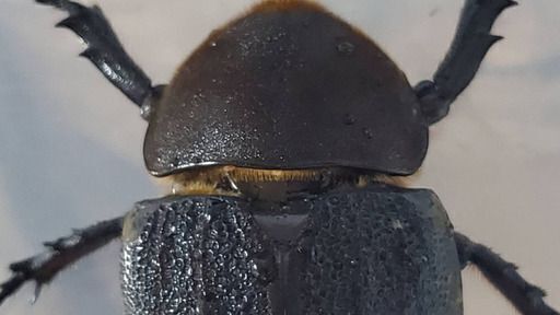 販売終了｜【極短極太BULL血統】2令幼虫ヘラクレスメテオ(JC血統×BULL血統) F1 種親♂129.6mm×♀71.2mm