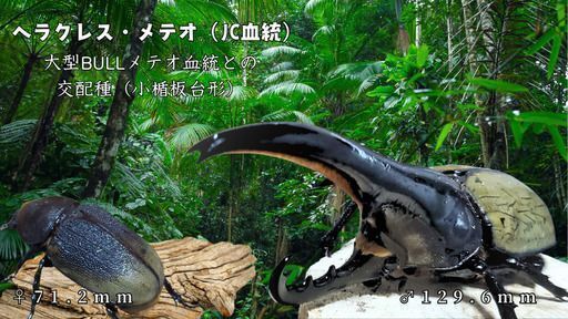 販売終了｜【極短極太BULL血統】2令幼虫ヘラクレスメテオ(JC血統×BULL血統) F1 種親♂129.6mm×♀71.2mm
