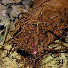 特大の紫山芋の種芋の画像