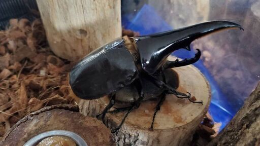 販売終了｜【極短極太C68血統】2令幼虫ヘラクレスメテオ(JC血統×C68血統) F1 種親♂129.6mm×♀74.0mm