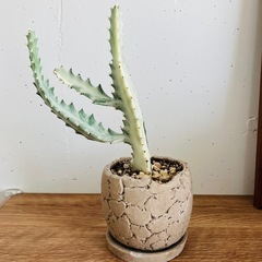 観葉植物　ユーフォルビア　ホワイトゴースト