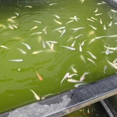 メダカ　白ラメヒレ長　１２匹セットですの画像