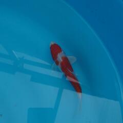 錦鯉 桜黄金 金太郎産 当歳 金魚 メダカ 錦鯉 水槽 ビオトー...