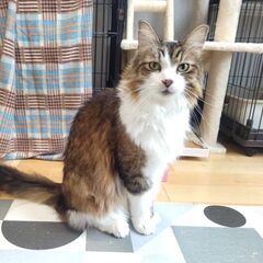 4/12（土）13（日）譲渡会in溝の口＆川崎市動物愛護センター...