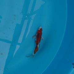錦鯉 金昭和 金太郎錦鯉産 当歳 金魚 メダカ 水槽 水草 ビオ...