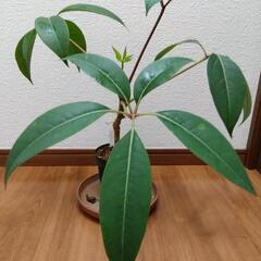 ツピタンサス