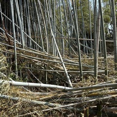 孟宗竹・淡竹・真竹の画像