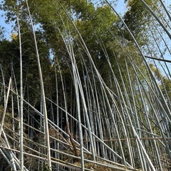 孟宗竹・淡竹・真竹の画像
