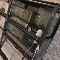 エキゾテラゲージ60×30の画像