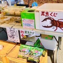 🌈☘️チャリティー昆虫くじ&メダカすくいイベント開催‼️福祉活動...