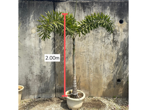 【値下げしました】フォックステールパーム（和名：キツネノオヤシ）