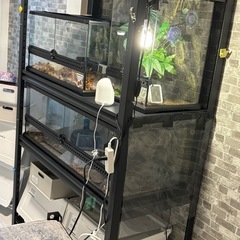エキゾテラ45×30の画像