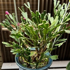 植物(シャコバサボテン/クンシラン属/みかん)