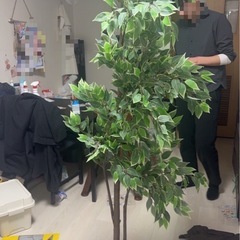 IKEA フェイクグリーン 　フェイカ　ベンジャミン 大型　植物