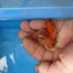 　きんぎょ　金魚　2匹セット