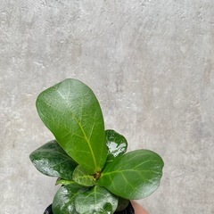 観葉植物　フィカス　リラータ（カシワバ）