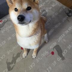 柴犬 赤毛 3歳 - 犬