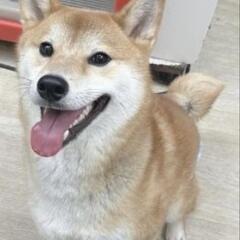 柴犬 赤毛 3歳