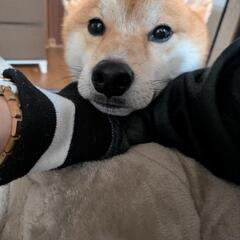 柴犬 赤毛 3歳 − 神奈川県