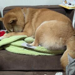 柴犬 赤毛 3歳 - 相模原市