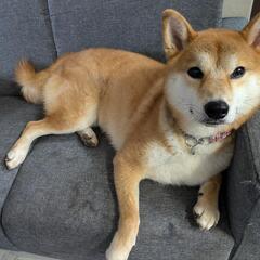 柴犬 赤毛 3歳 - 里親募集