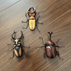 クワガタとカブトムシ