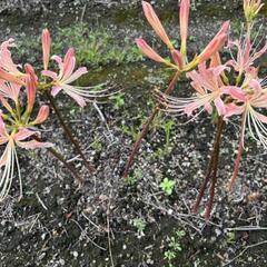 リコリス彼岸花20球根