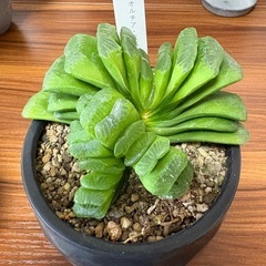 ハオルチア玉扇 子株