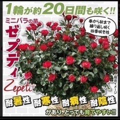 ミニバラ苗ゼプティの画像