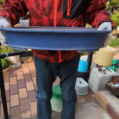 中型盆栽鉢の画像