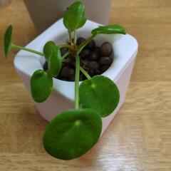 観葉植物　🌱ピレア・ペペロミオイデス🌱Ｎｏ．①