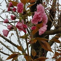 八重桜の画像