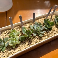 多肉植物6種類セット①　カット苗　　