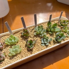 6種類の多肉植物セット②カット苗