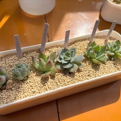 多肉植物6種類セット③カット苗