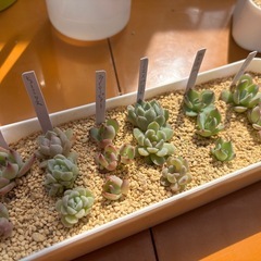 人気6種類多肉植物セット④カット苗