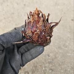 ソテツの画像