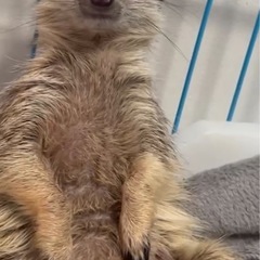 ミーヤキャットベビー　ご家族大募集中