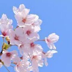 花見を見ましょう！