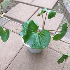 ツワブキ 宿根草