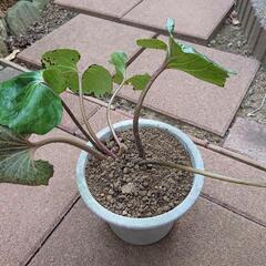 ツワブキ 宿根草の画像